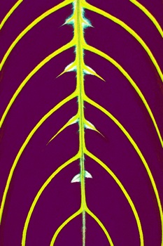 F 067D